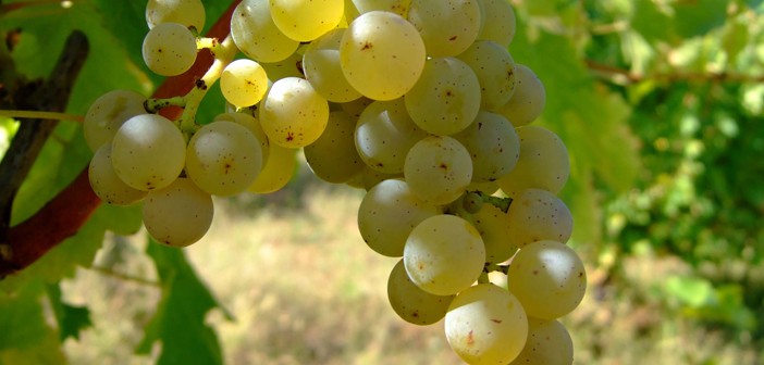 The NZ wine industry & New Zealand wine exports are overly reliant on Marlborough Sauvignon Blanc. So, what’s next?