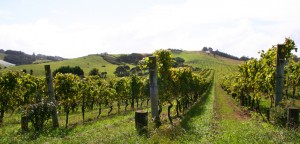 NZ wine industry insight: issues facing the industry